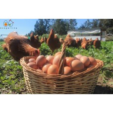 Bandeja de 12 Huevos de Campo | BRAVIAL Granja Familiar
